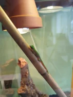 Phelsuma madagaskarská KOCHI