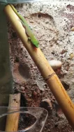 Phelsuma madagaskarská KOCHI