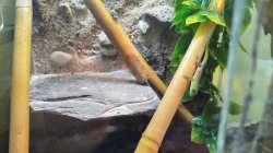Phelsuma madagaskarská KOCHI
