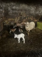 Prodám ovečky a jehňata