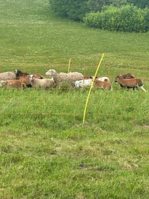 Prodám ovečky a jehňata