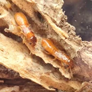 Termiti - Coptotermes (královský pár) dožívá se 50 let!
