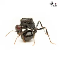 Mravenec zrnojed - Messor barbarus