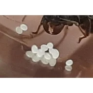 Mravenec zrnojed - Messor barbarus