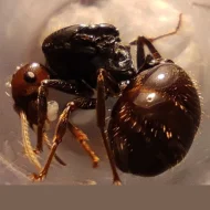 Mravenec zrnojed - Messor barbarus