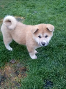 Akita-Inu krásný pejsek