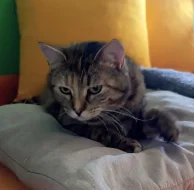 Kočička Timi hledá nový domov