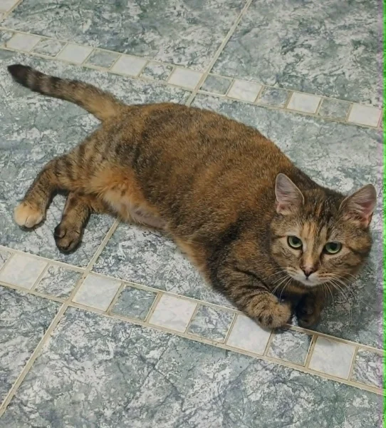 Kočička Timi hledá nový domov