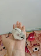 Křečci kluci a holky