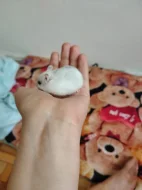 Křečci kluci a holky