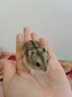 Křečci kluci a holky