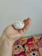 Křečci kluci a holky