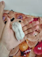 Křečci kluci a holky