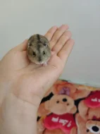 Křečci kluci a holky