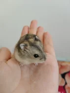 Křečci kluci a holky
