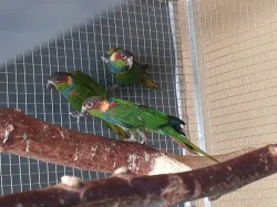 3 páry PYRURA MODROBRADY (CRUENTATA) CITES