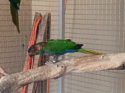3 páry PYRURA MODROBRADY (CRUENTATA) CITES