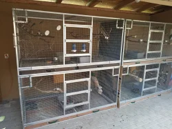3 páry PYRURA MODROBRADY (CRUENTATA) a 4 mláďata ZA VÝHODNOU CENU