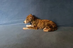 Whippet /Vipet/ - pejsci bez pp