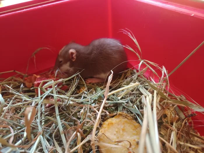 Potkan dumbo