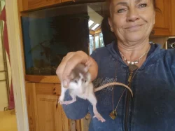 Potkan dumbo