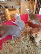 Potkan dumbo