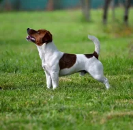 Jack Russell terier - štěně s PP