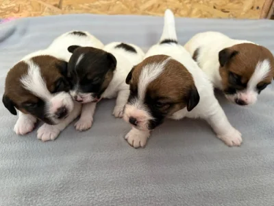 Jack Russell terier - štěně s PP