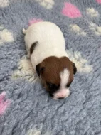 Jack Russell terier - štěně s PP