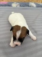 Jack Russell terier - štěně s PP