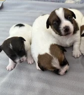 Jack Russell terier - štěně s PP