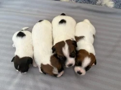 Jack Russell terier - štěně s PP