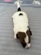 Jack Russell terier - štěně s PP
