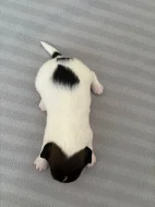 Jack Russell terier - štěně s PP