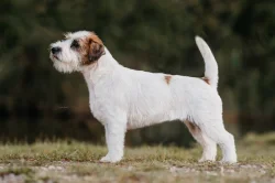 Jack Russell terier - štěně s PP