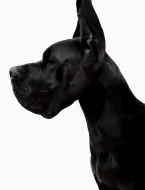 Německá doga s PP ( FCI ) k rezervaci