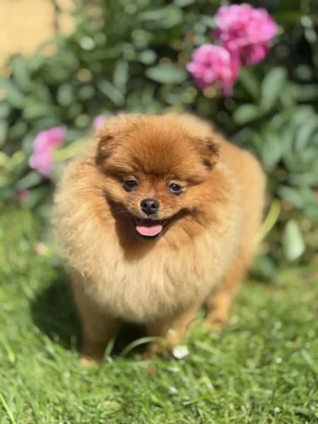 Pomeranian s PP
