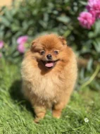Pomeranian s PP