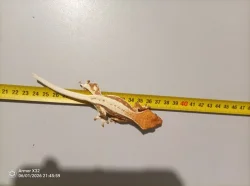 PRODÁM - Pagekon řasnatý ( Correlophus/Rhacodactylus ciliatus )