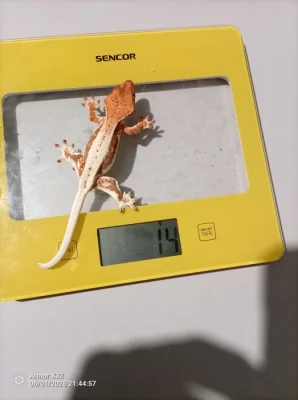 PRODÁM - Pagekon řasnatý ( Correlophus/Rhacodactylus ciliatus )