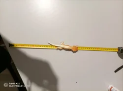 PRODÁM - Pagekon řasnatý ( Correlophus/Rhacodactylus ciliatus )