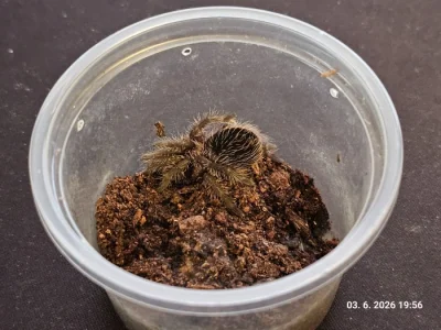 Tliltocatl albopilosum „Nicaragua