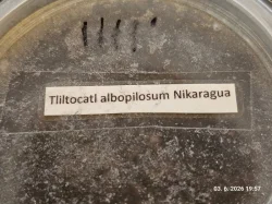 Tliltocatl albopilosum „Nicaragua