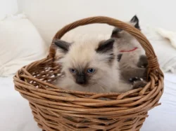 Koťátka Ragdoll