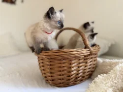 Koťátka Ragdoll
