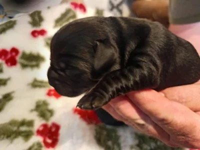 Nabídka štěňat labradorského retrievera