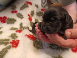 Nabídka štěňat labradorského retrievera
