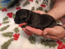 Nabídka štěňat labradorského retrievera
