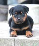 Rottweiler/ Rotvajler
