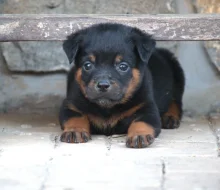 Rottweiler/ Rotvajler